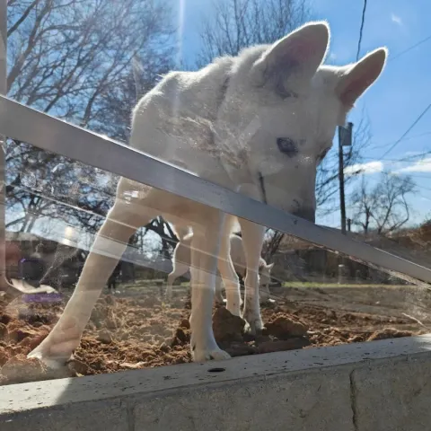 A dog looks in an egress window in Kansas.